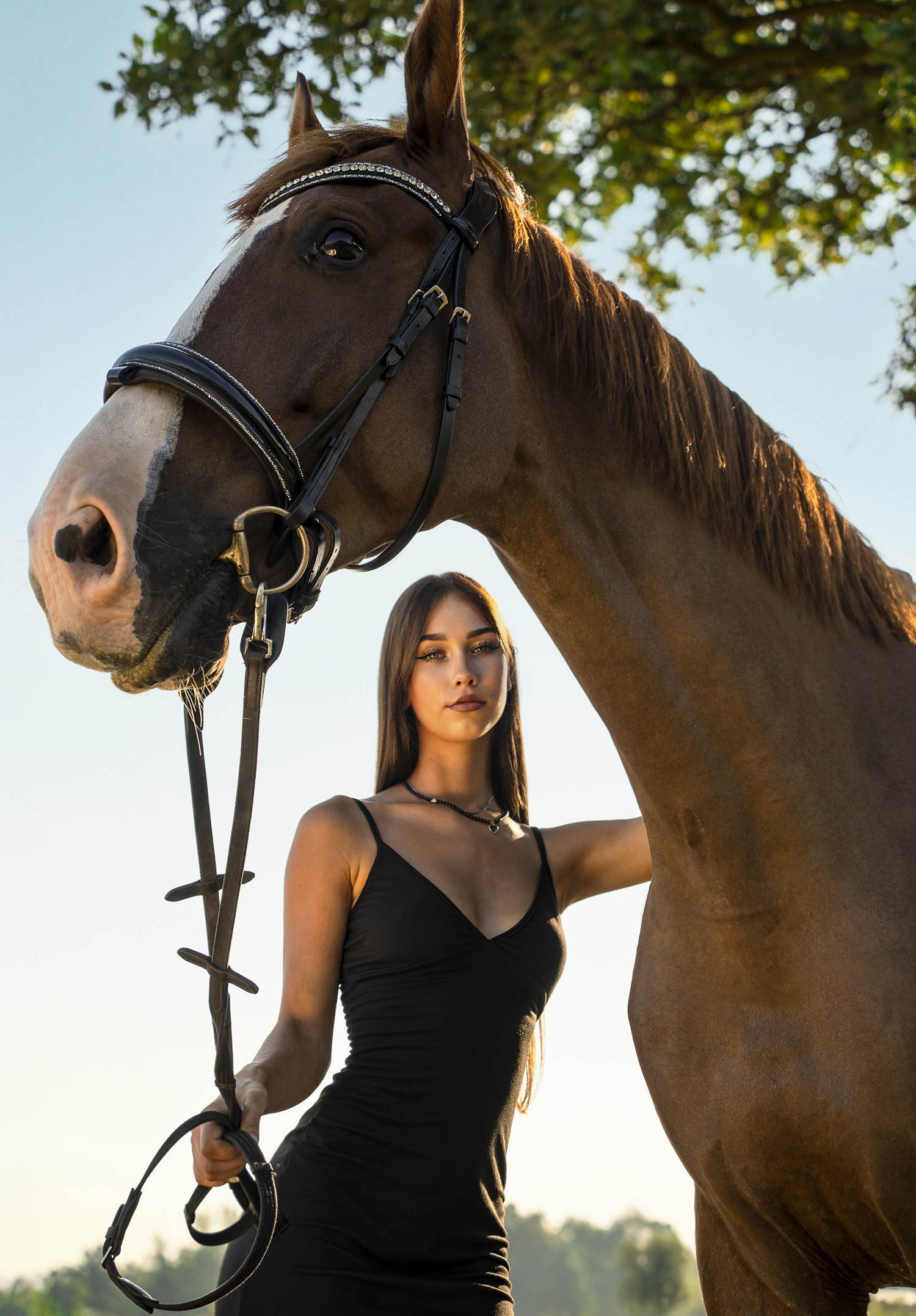 Equine Films